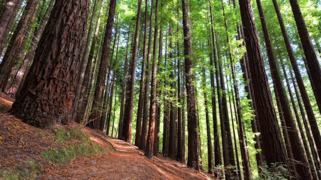 Bosques De Secuoyas Que Recomendamos Visitar ViajerosExploradores Bosques De Secuoyas Que Recomendamos Visitar ViajerosExploradores