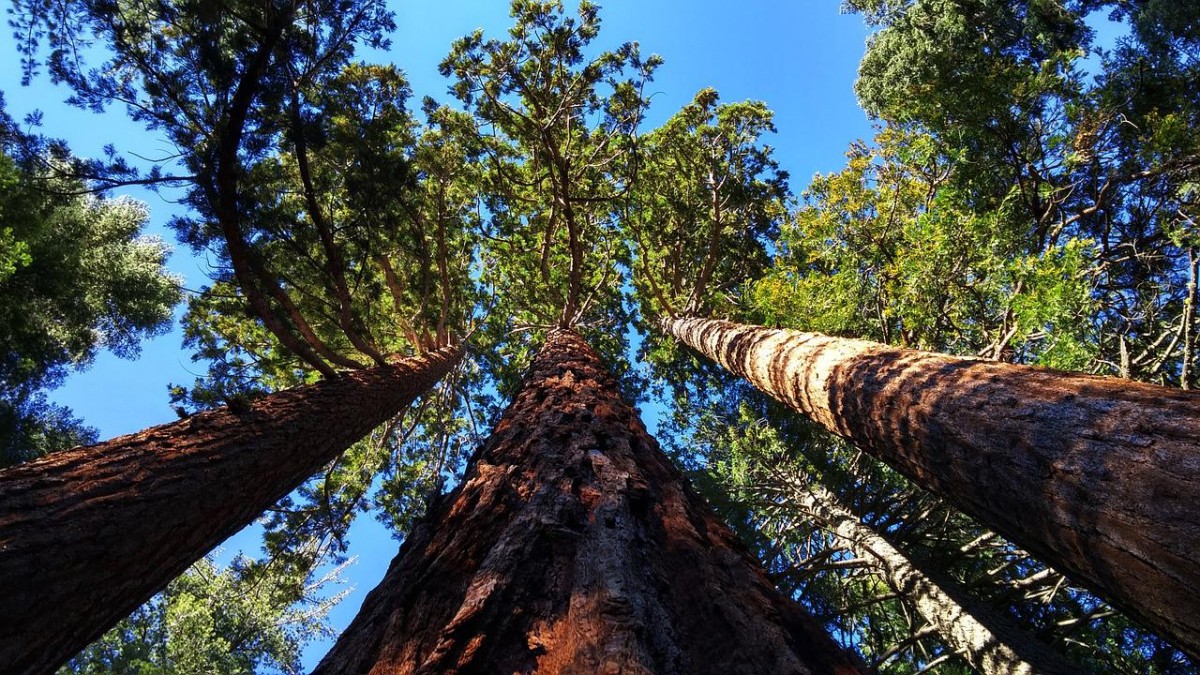 Bosques De Secuoyas Que Recomendamos Visitar ViajerosExploradores Bosques De Secuoyas Que Recomendamos Visitar ViajerosExploradores