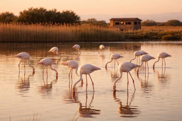 Dónde ver flamencos en España: 10 humedales para avistarlos (sin molestarlos) todo el año