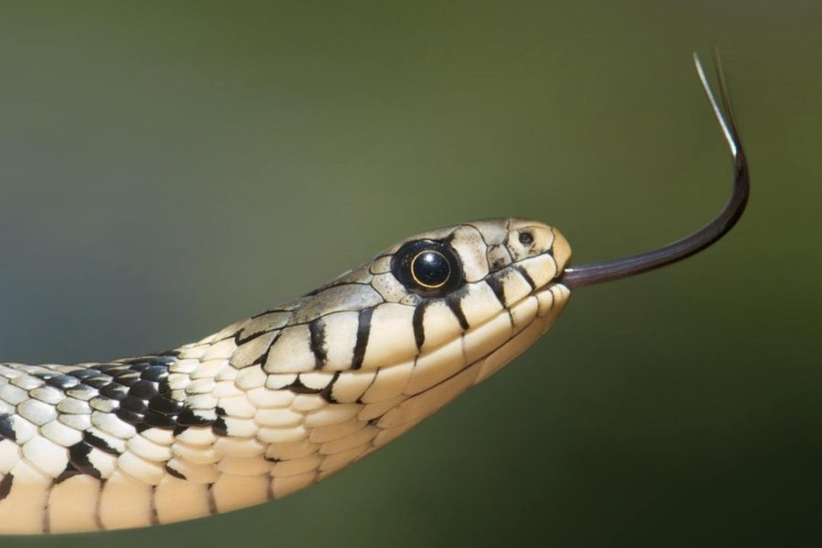 5 serpientes venenosas en España que debes conocer