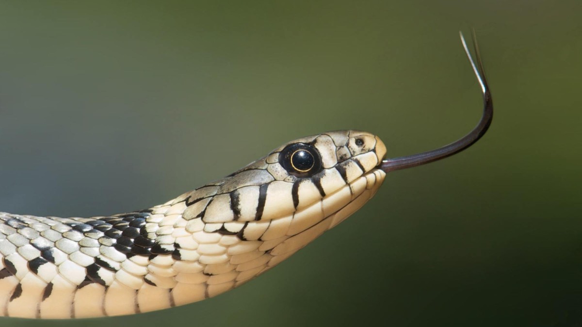 5 serpientes venenosas en España que debes conocer